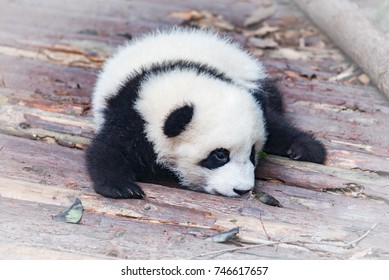 Baby Of Giant Panda Rests In The Park.
