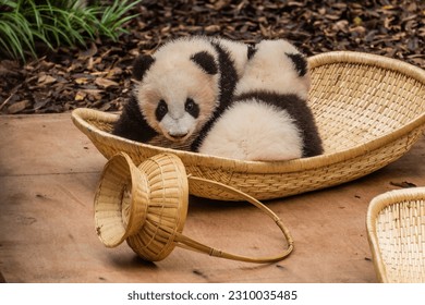Baby Giant Pandas (Ailuropoda melanoleuca) at the Giant Panda Breeding Research Base in Chengdu, China - Shutterstock ID 2310035485