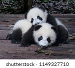 Baby Giant Pandas Playful and adorable at a zoo