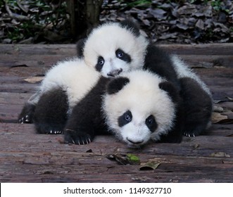 Baby Giant Pandas Playful and adorable at a zoo