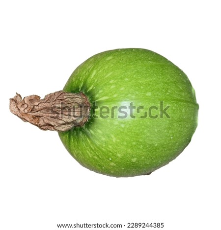 Baby giant pumpkin with white background