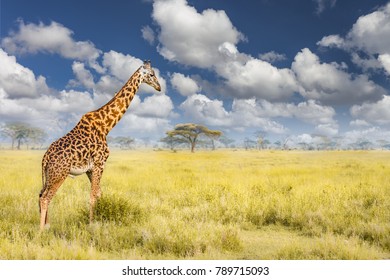 Baby Giraffe In African Safari With Blue Sky In Serengeti Tanzania 