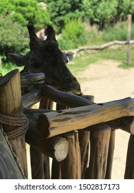 Baby Giraffe At The Cincinnati Zoo