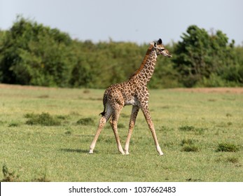 Baby Giraffe Walking