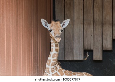 Baby Giraffe Zoo