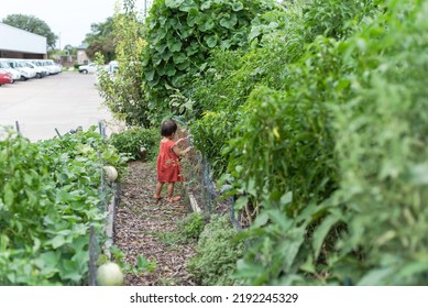 Baby Girl In Dresses Exploring Public Community Garden Near Dallas, Texas, America. Side View Asian American Toddler Near Raised Bed Garden With Cantaloupe Melon And Bean Growing