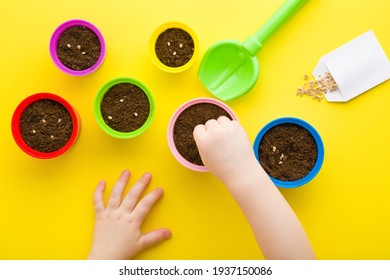 Baby Girl Hand Planting Tomato Seeds. Fresh Soil In Colorful Pots. Closeup. Preparation For Garden Season. Child Involvement In Gardening. Point Of View Shot. Bright Yellow Table Background.