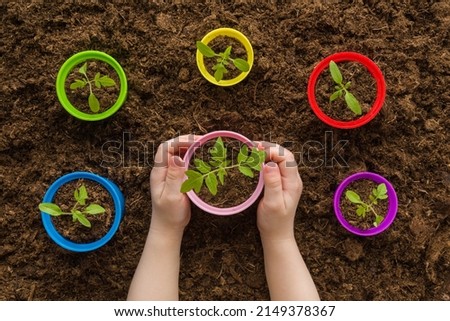 Baby girl hands holding pot of green tomato plant on brown soil background. Closeup. Preparation for garden season. Child involvement in gardening. Point of view shot.