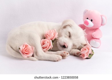 Baby Girl Pink Puppy
