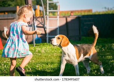 Baby Girl Running With Beagle Dog In Backyard In Summer Day. Domestic Animal With Children Concept. Dog Chasing 2-3 Year Old, Runs After Treat.