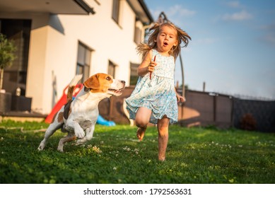 Baby Girl Running With Beagle Dog In Garden On Summer Day. Domestic Animal With Children Concept. Dog Chasing Child With A Tennis Ball.