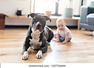 Pitbull Baby Images Stock Photos Vectors Shutterstock