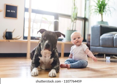 Pitbull Baby Images Stock Photos Vectors Shutterstock