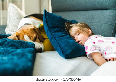 Baby girl sleeping with Beagle dog on the sofa on cushions. Children with pets at home concept. Selective focus background - Powered by Shutterstock