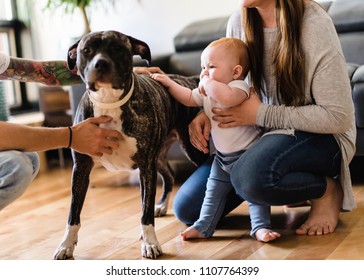 Pitbull Baby Images Stock Photos Vectors Shutterstock