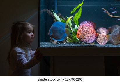 Baby Girl Watching Fish Swiming In Big Fishtank, Aquarium. Hobby Concept