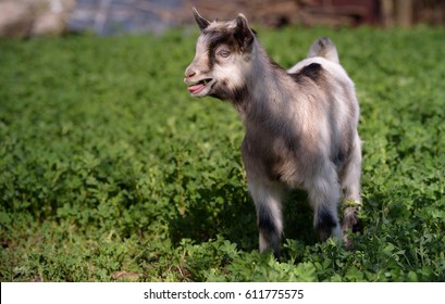 Baby Goat