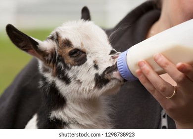 Baby Goat Being Fed By Bottle