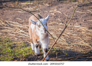 Baby Goat Chewing On A Fine Twig