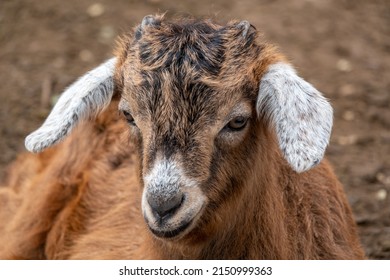 baby goat close up photo