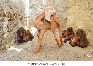 Baby goat close up, animal farm indoor - Powered by Shutterstock - Get 15% off with code: PIKWIZARD15