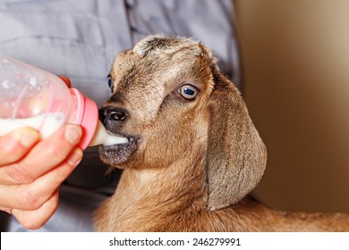 Baby Goat Drinking Milk From A Bottle