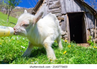 A Baby Goat Drinks Milk From A Bottle