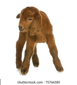 Baby Goat - Four Day Old South African Boer Kid Standing On White Background