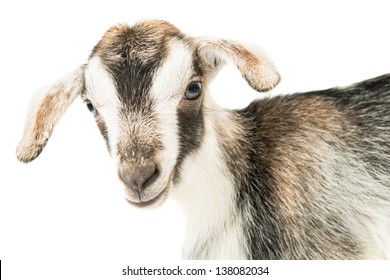 Baby Goat Head On A White Background