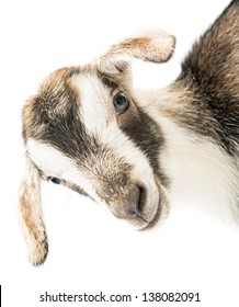 Baby Goat Head On A White Background