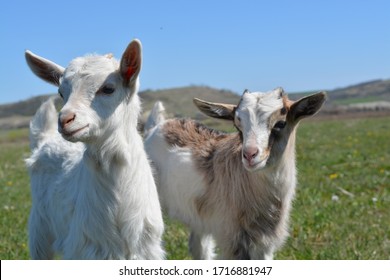 Baby Goat Jumping Free In The Field