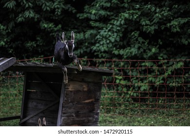 Baby Goat Jumping & Playing