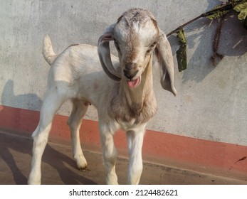 baby goat tongue