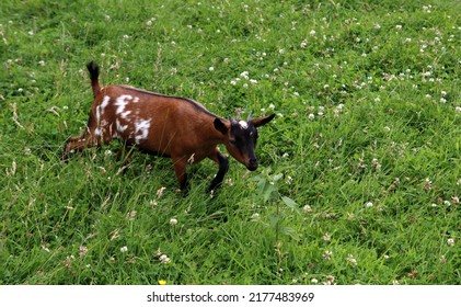 Baby Goat On A Green Grass Field. Farm Animal Close Up Photo. Sunny Summer Day Photo. 