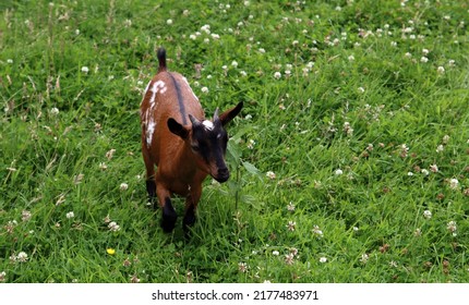 Baby Goat On A Green Grass Field. Farm Animal Close Up Photo. Sunny Summer Day Photo. 