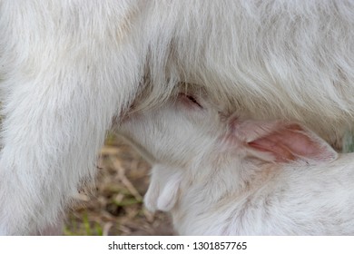 Baby Of Goat, Otaki Town, Chiba Prefecture, Japan