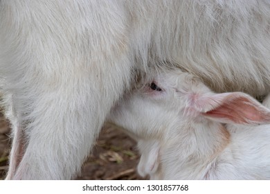 Baby Of Goat, Otaki Town, Chiba Prefecture, Japan