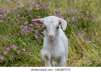 Baby Of Goat, Otaki Town, Chiba Prefecture, Japan