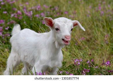 Baby Of Goat, Otaki Town, Chiba Prefecture, Japan