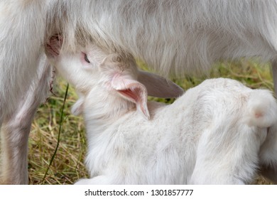 Baby Of Goat, Otaki Town, Chiba Prefecture, Japan