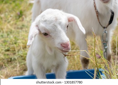 Baby Of Goat, Otaki Town, Chiba Prefecture, Japan