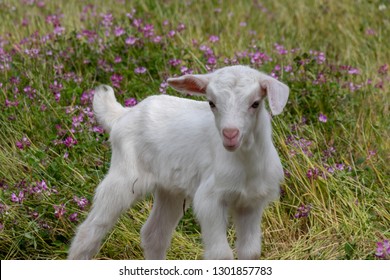 Baby Of Goat, Otaki Town, Chiba Prefecture, Japan