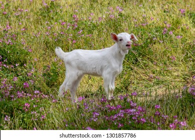 Baby Of Goat, Otaki Town, Chiba Prefecture, Japan