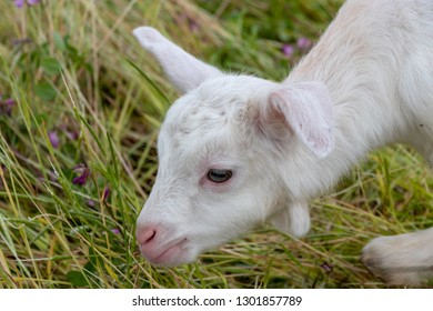 Baby Of Goat, Otaki Town, Chiba Prefecture, Japan