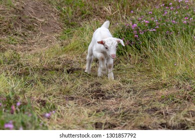 Baby Of Goat, Otaki Town, Chiba Prefecture, Japan