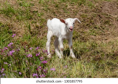 Baby Of Goat, Otaki Town, Chiba Prefecture, Japan