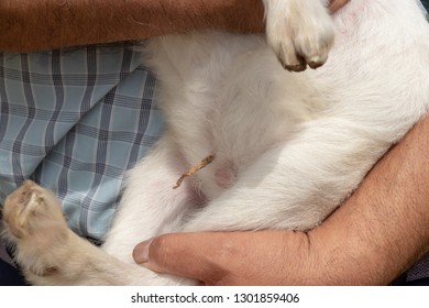 Baby Of Goat, Otaki Town, Chiba Prefecture, Japan