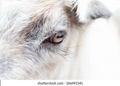 Baby goat portrait with details on the eye