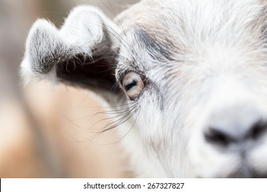 Baby goat portrait with details on the eye