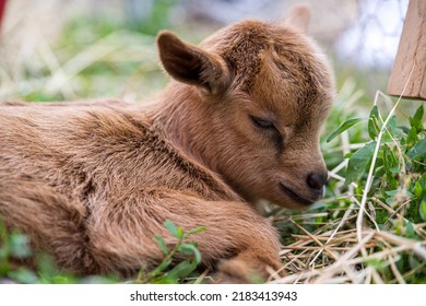 A baby goat rests in the shade.